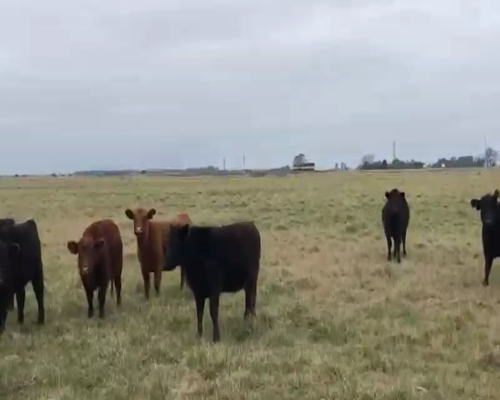 Lote 66 Vaquillonas en Navarro, Buenos Aires