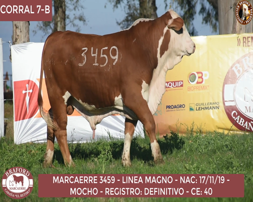 Lote Toro Braford Cabaña El Retiro