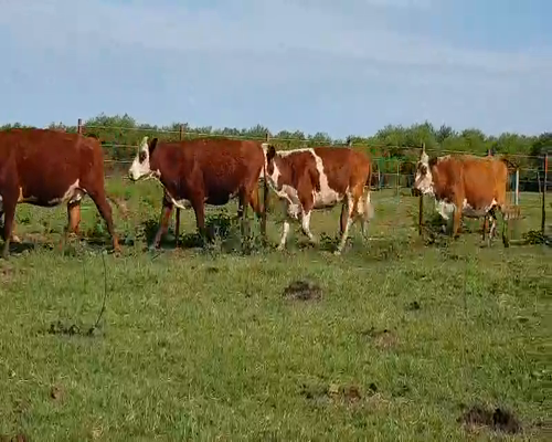Lote 55 Vacas nuevas en Esquina, Corrientes