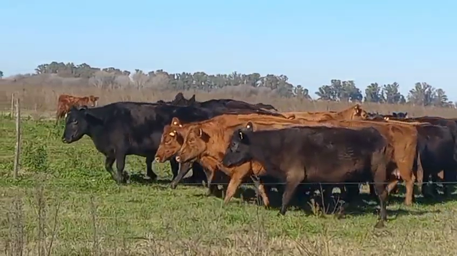 Lote 21 Vacas CUT preñadas