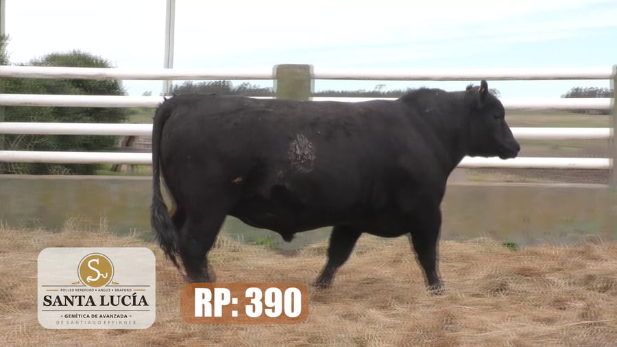 Lote Angus