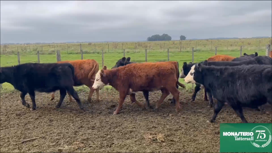 Lote 126 Terneros/as