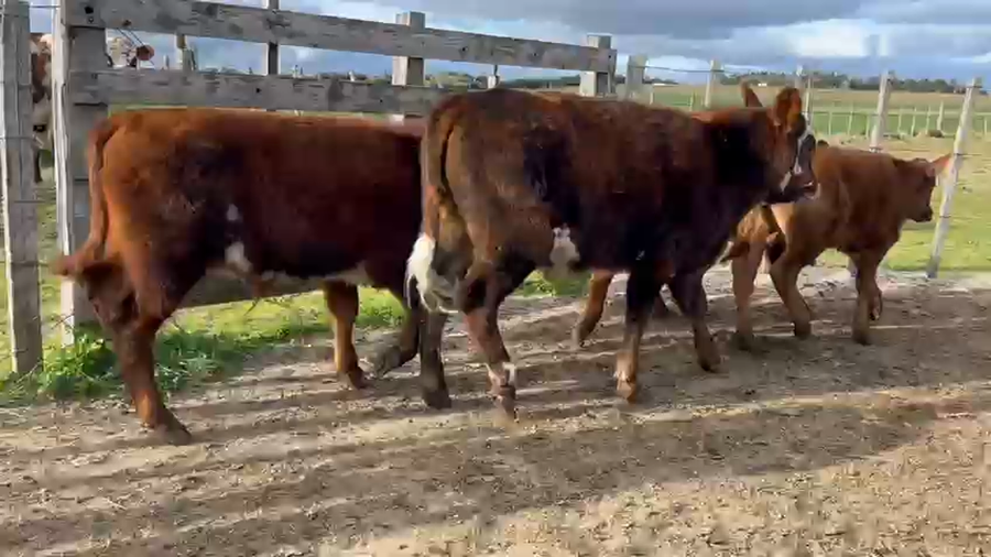 Lote 4 Terneros a remate en Pantalla Aniversario - Escritorio Camy, San José