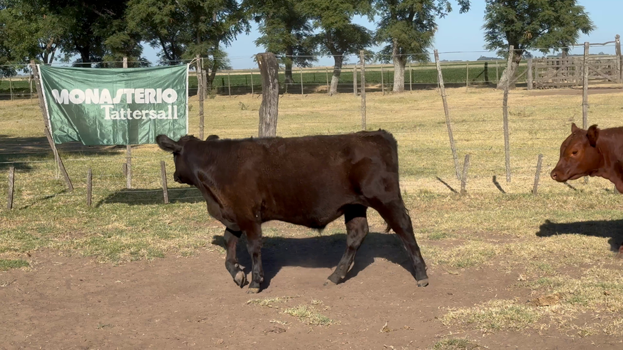 Lote 40 Terneros/as EN LOS TOLDOS