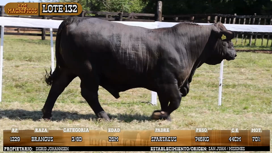 Lote LOTE 132 - VIVO