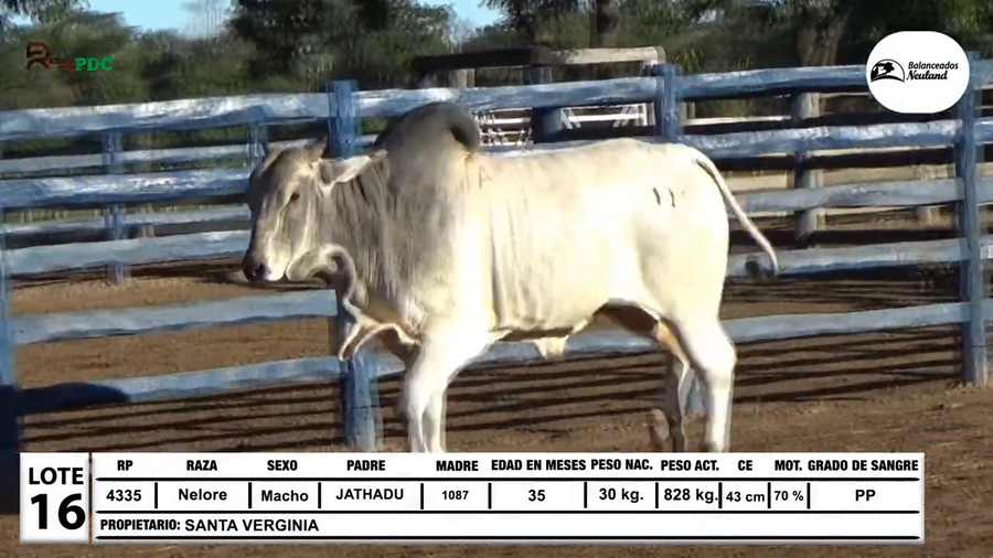 Lote Toros Nelore a remate en Sábado 5 de Julio - Gran Remate de Reproductores PDC, Loma Plata