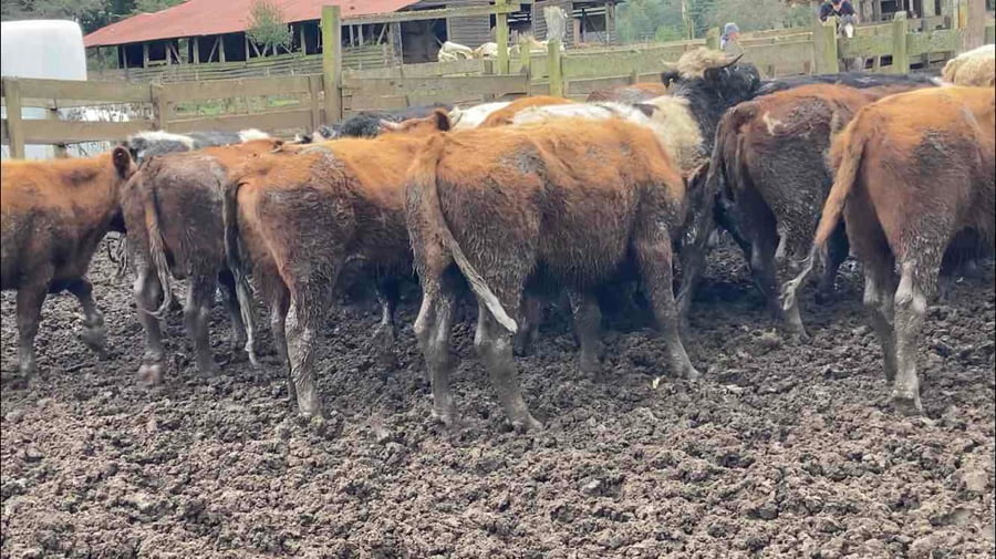 Lote 23 Novillo Engorda en Frutillar, X Región Los Lagos