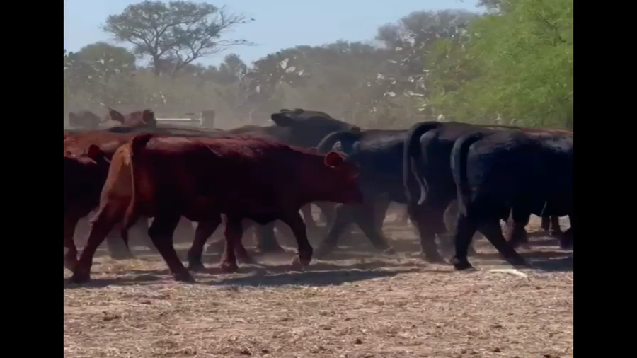 Lote 50 Vaquillonas preñadas