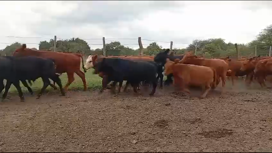 Lote 73 Terneros/as en Entre Ríos, Federal