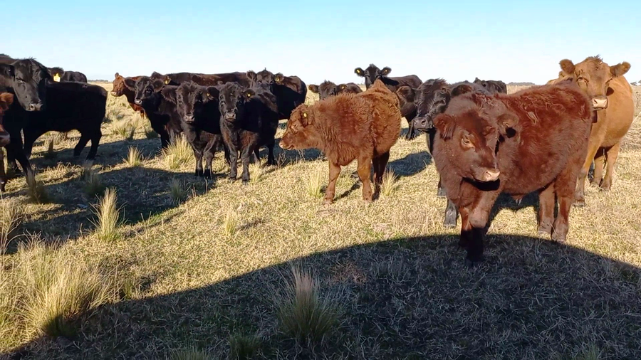 Lote 37 Terneros/as en Gral. Lamadrid, Buenos Aires