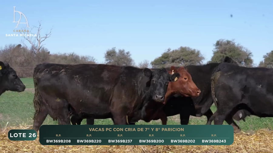 Lote VACAS PC PARIDAS y PREÑADAS