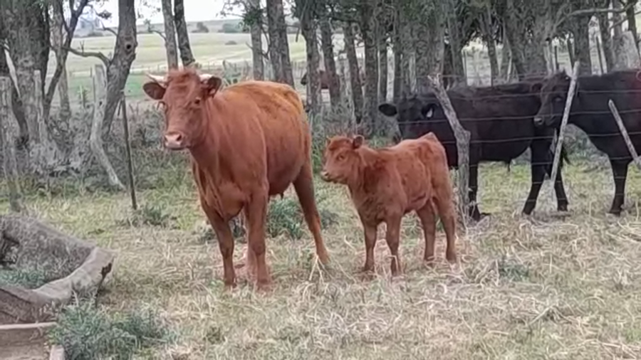 Lote (Vendido)2 Piezas de cría ANGUS a remate en PANTALLA FEDERICO GARLAND en AGRACIADA