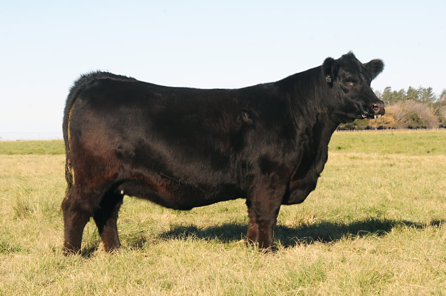 Lote Eleccion de una Vaquillona PP