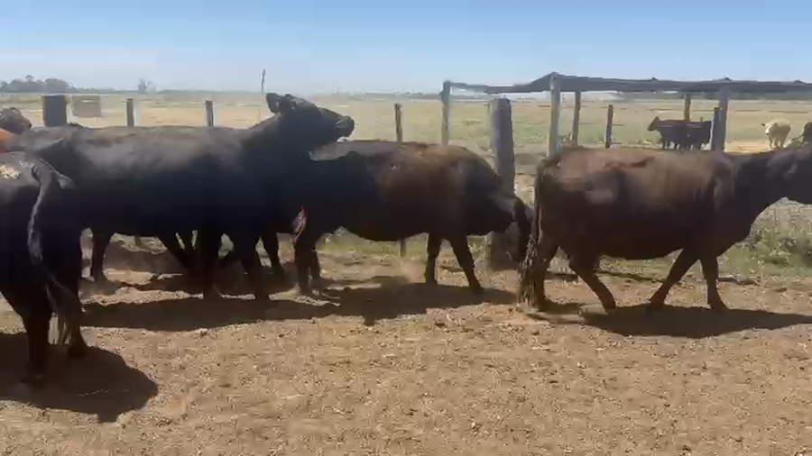 Lote 11 Vacas CUT preñadas