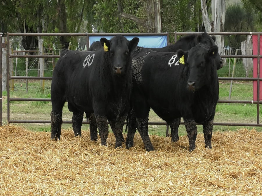 Lote TOROS ANGUS NEGROS PC