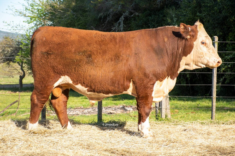 Lote TOROS SANTA MAGDALENA