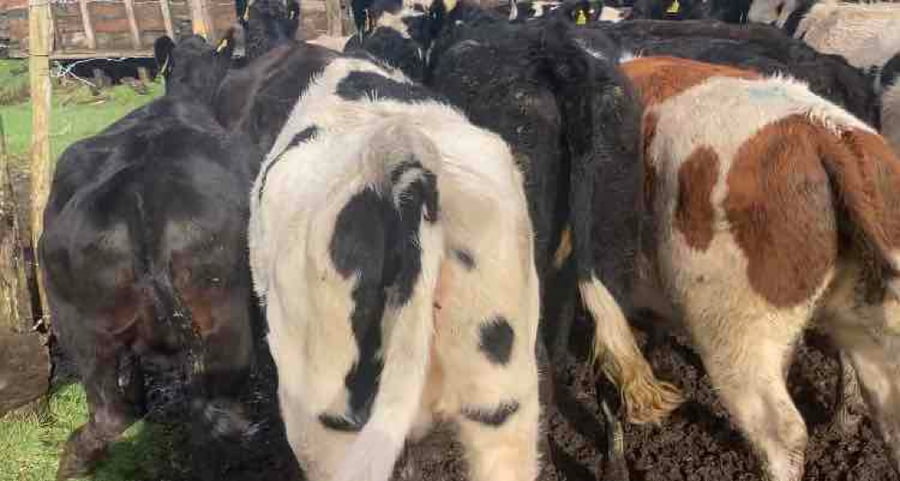 Lote 34 Vaquilla Gorda en X Región Los Lagos, Puyehue