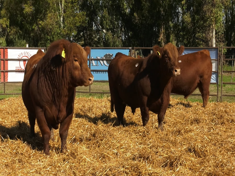 Lote TOROS ANGUS PP