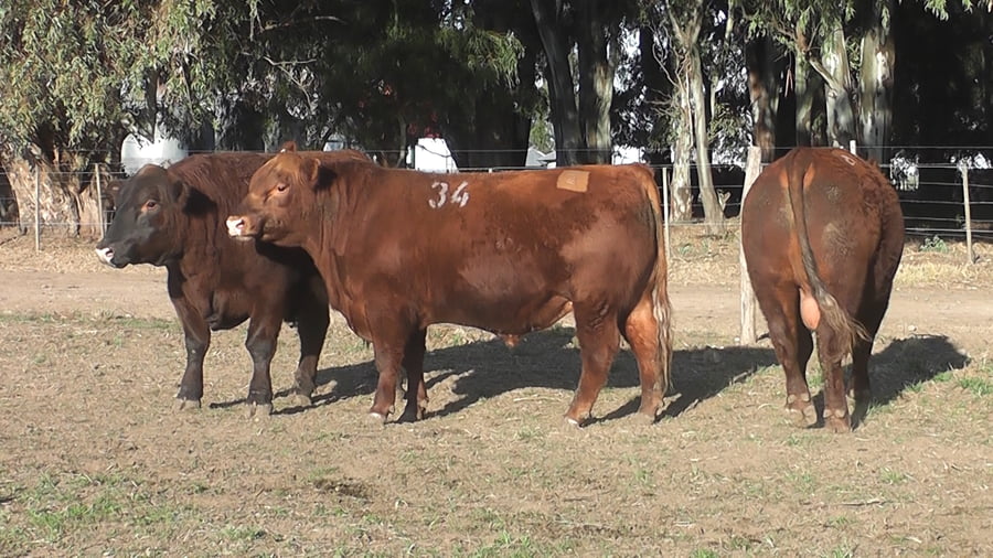 Lote TOROS PUROS CONTROLADOS COLORADOS
