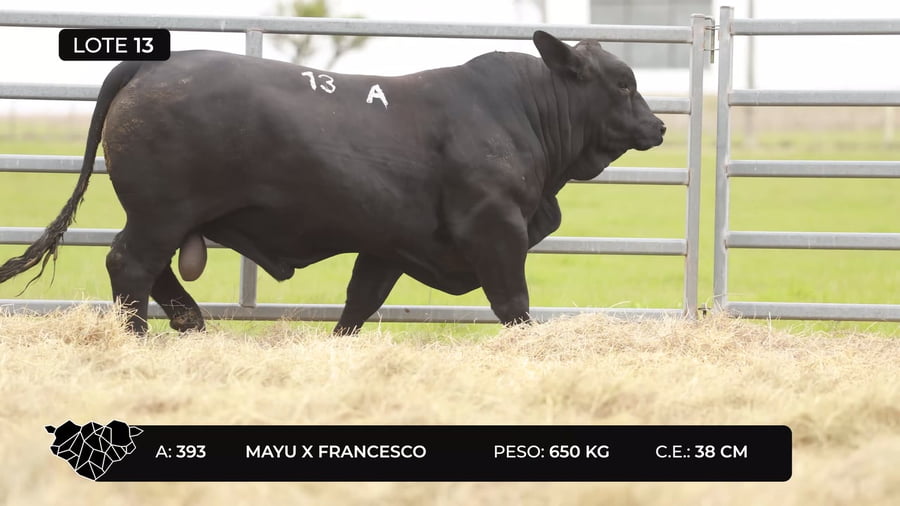 Lote Lote 13