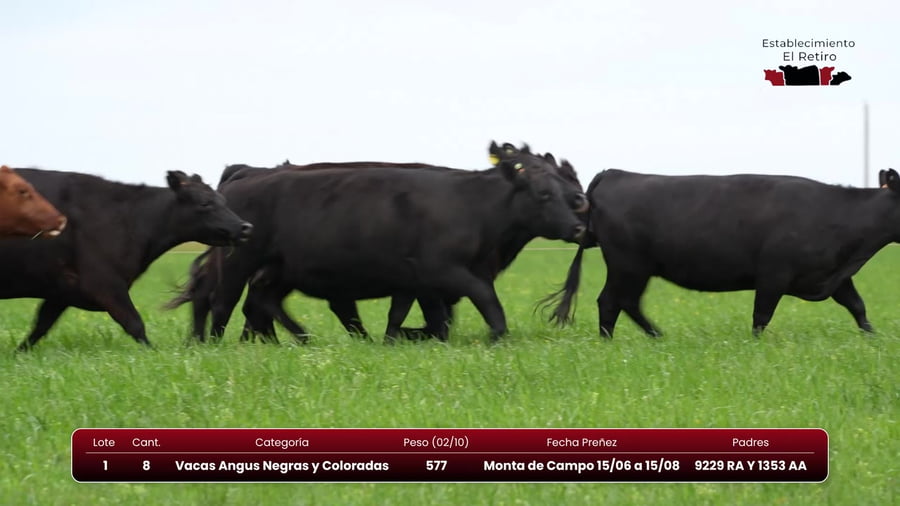 Lote Vacas Angus Negras y Coloradas