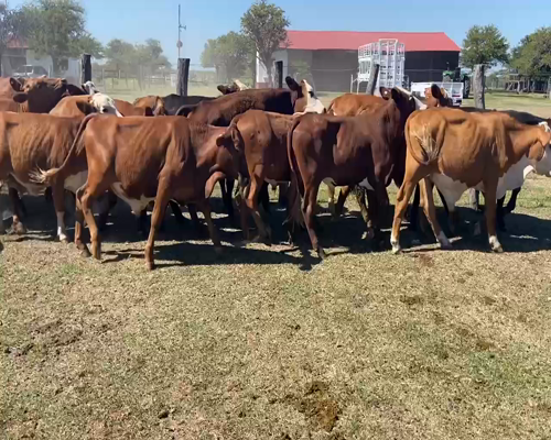 Lote 72 Novillitos en Mte. Caseros, Corrientes