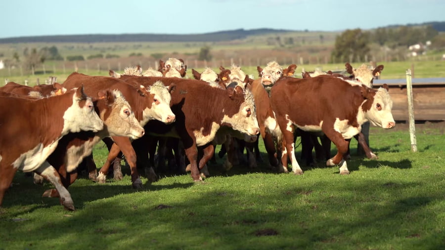 Lote Vaquillonas Polled Hereford sin servicio