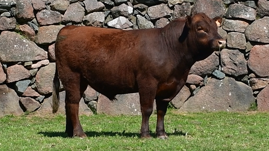 Lote 2 Toros a remate en Toros en San José, San José