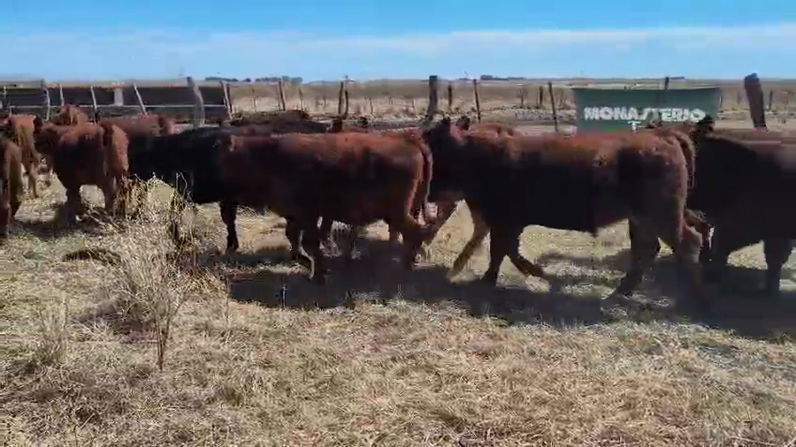 Lote 55 Terneros en Espartillar