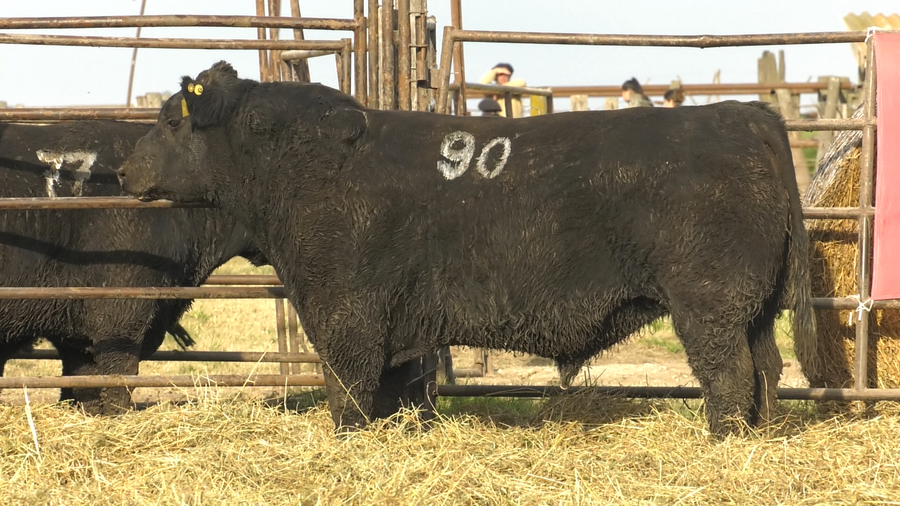 Lote TOROS ANGUS NEGROS  PC