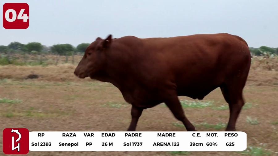 Lote LOTE 4 DE BOZAL