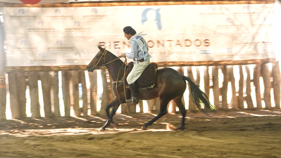 Lote BENDITO PLATONICA