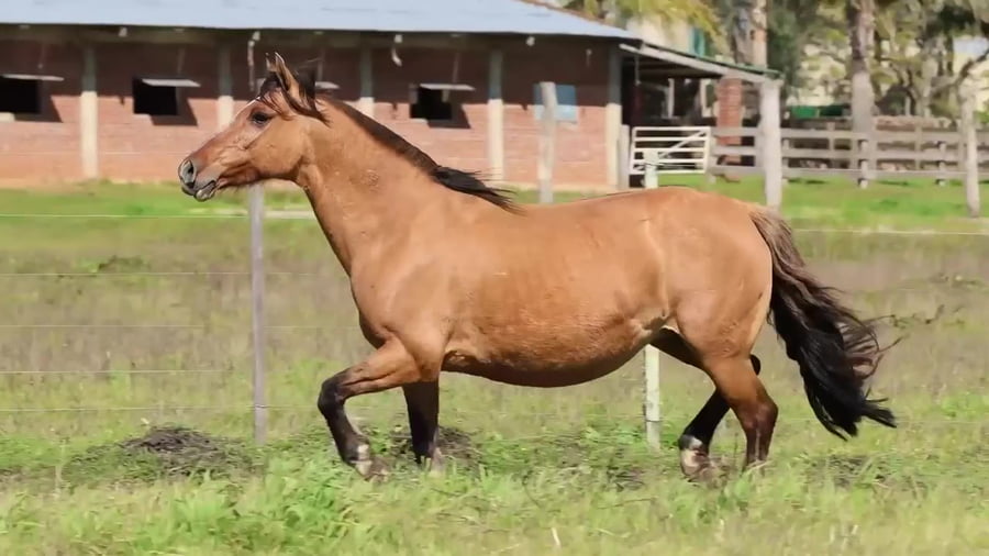 Lote Santa Ines Tortuga