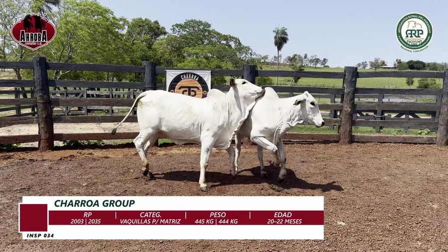 Lote VAQUILLAS PARA MATRIZ