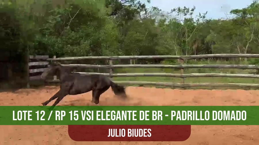 Lote VSI ELEGANTE DE BR