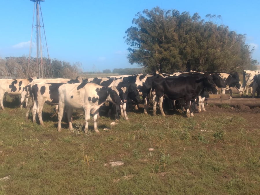 Lote SAENZ VALIENTE, BULLRICH Y Cia. S.A.