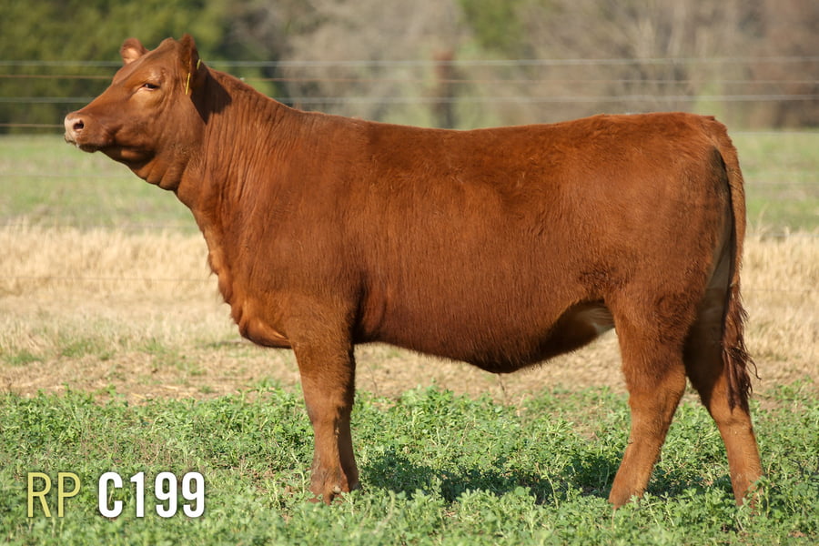 Lote 3 TERNERAS PURAS DE PEDIGREE