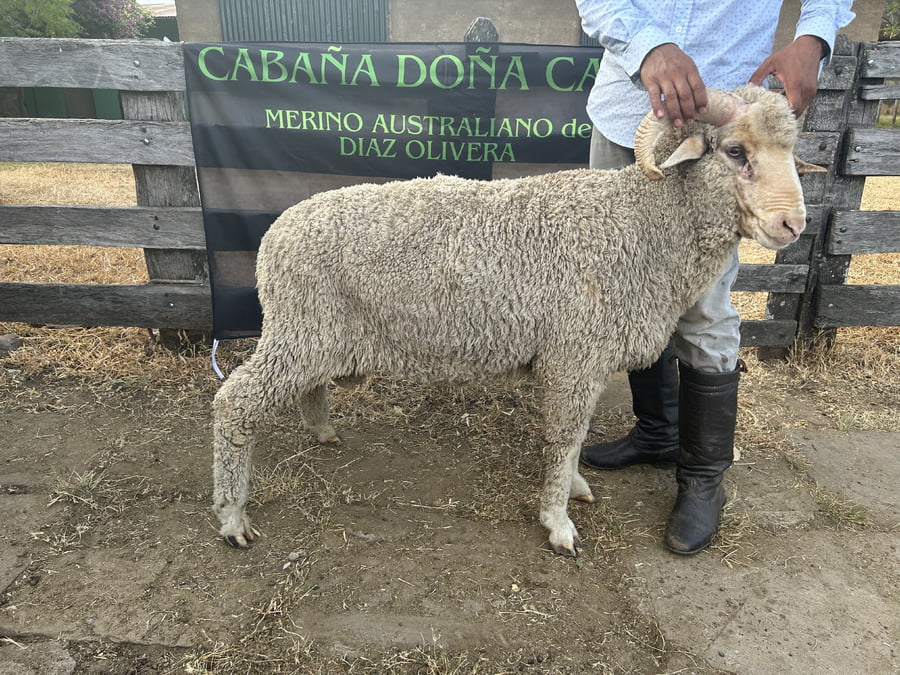 Lote Borrego 2D (MO: No)