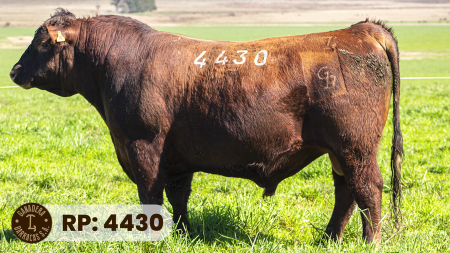 Lote RP 4430