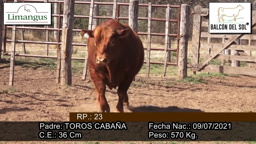 Lote Toro PC