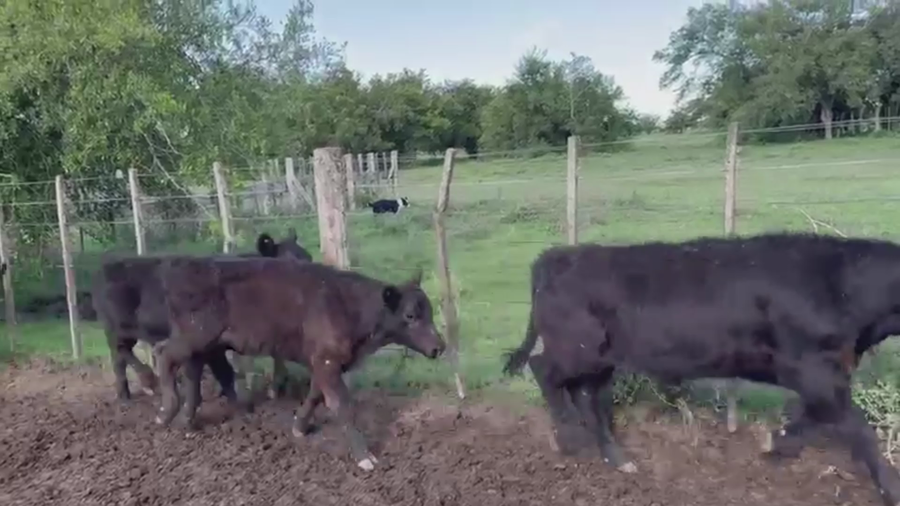 Lote 65 TERNS. MACHOS, MAGDALENA, BS. AS.