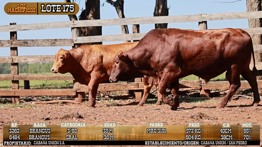 Lote LOTE 175 - PANTALLA