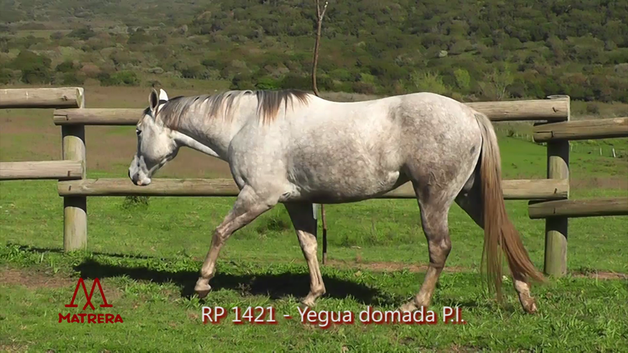 Lote MATRE KOKOMODELA