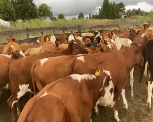 Lote 61 Vaquilla Engorda en Río Negro, X Región Los Lagos