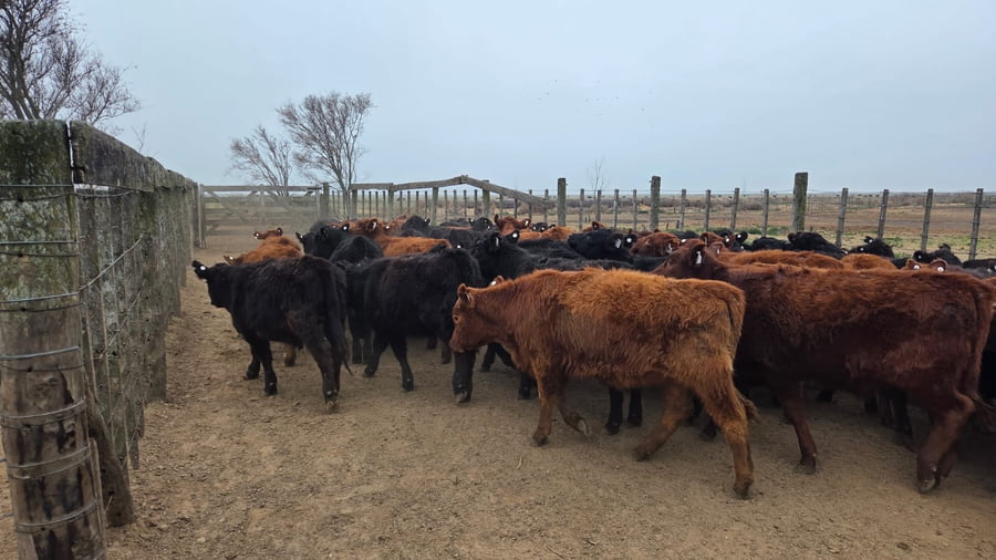 Lote 70 Terneros/as en Gral. Levalle