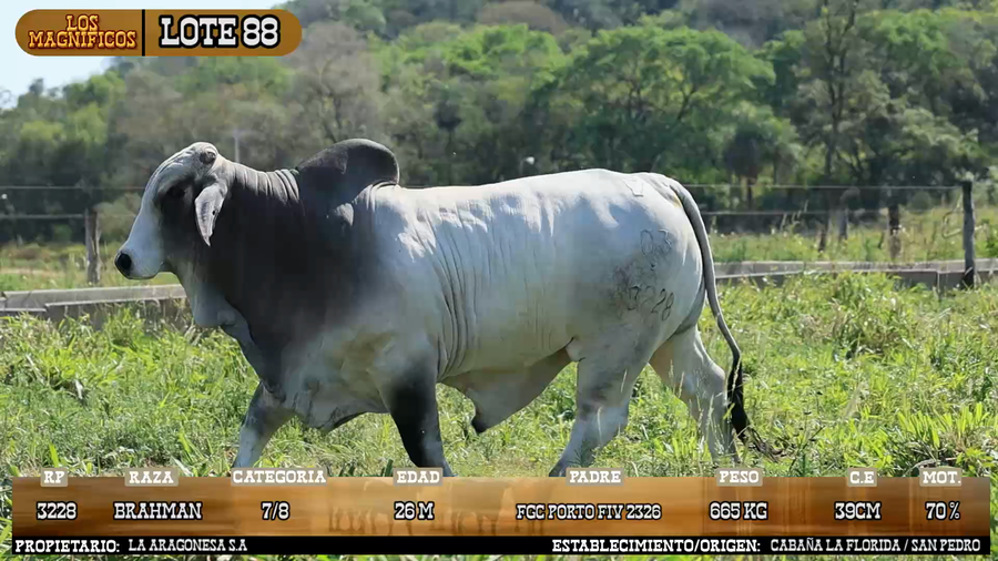 Lote LOTE 88 - VIVO