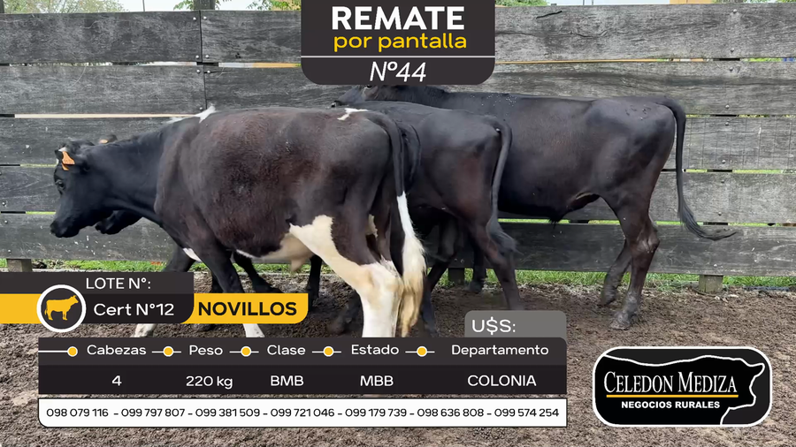 Lote 4 Novillos en Paso Antolín, Colonia
