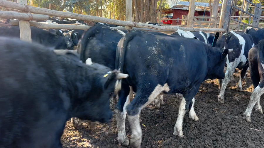 Lote 33 Novillo Gordo en Melipilla, Región Metropolitana