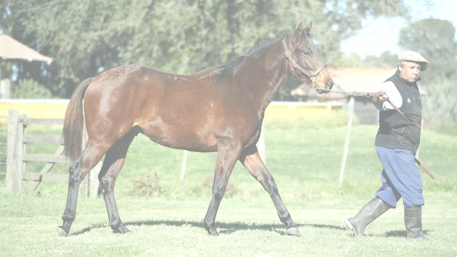 Lote CANDY SMALL (SPRINGDOM -  CANDY MOM)
