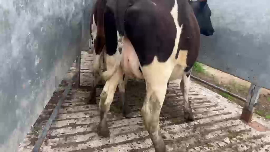 Lote 3 Vaquillonas  a remate en Pantalla Camy 500kg - , San José